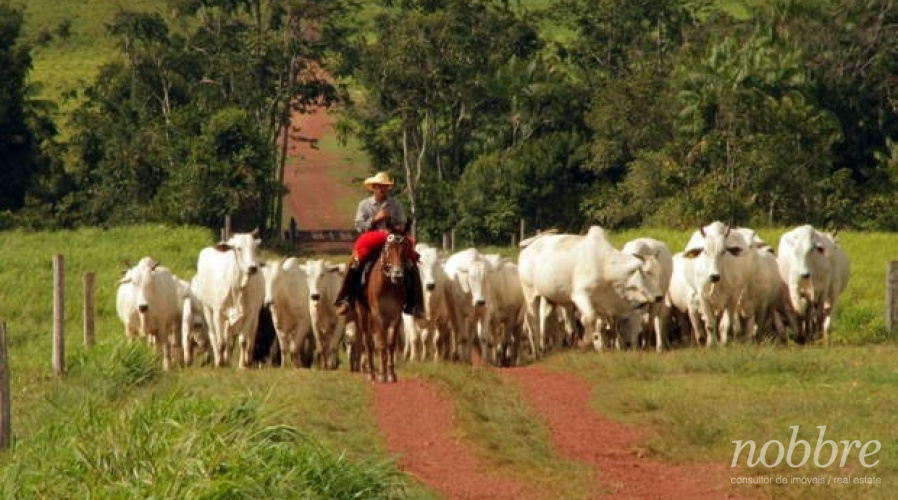 Fazenda para vender no Pará - temos várias opções